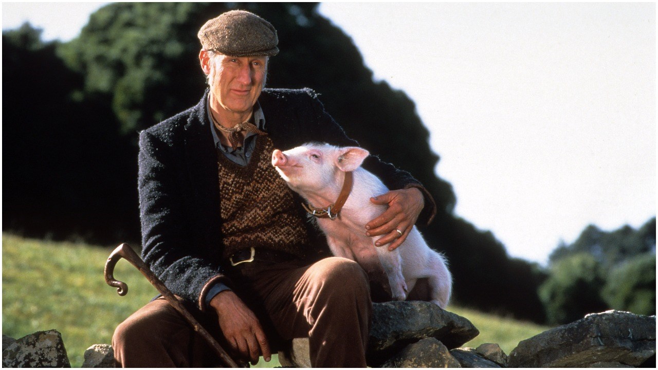 Sjećate li se još filma o prašćiću Babe? Detalji otkrivaju zanimljivu priču o jednom od glavnih glumaca!