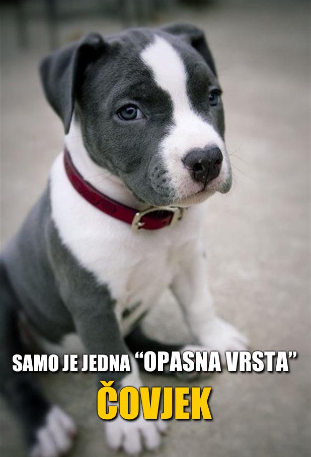 Opasna vrsta? Krvolok?