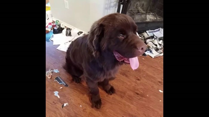 VIDEO: Veliki pas je napravio veliki kaos u kući i uopće se ne osjeća krivim