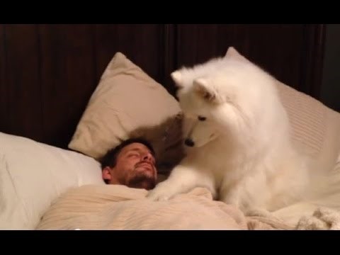 Životinjska budilica: Psi bude svoje vlasnike