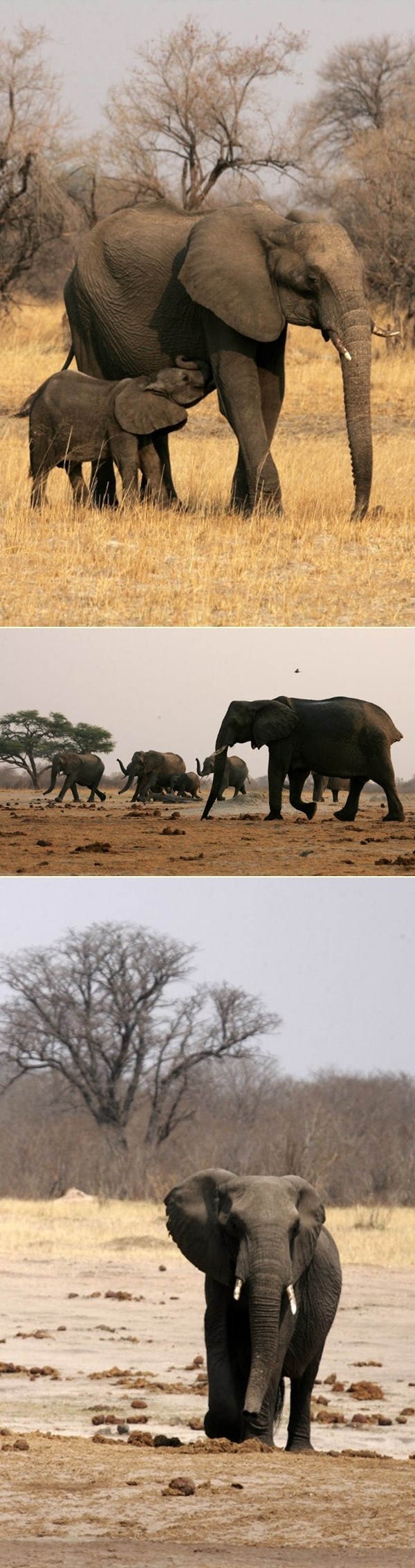 Slonići uživaju u divljini