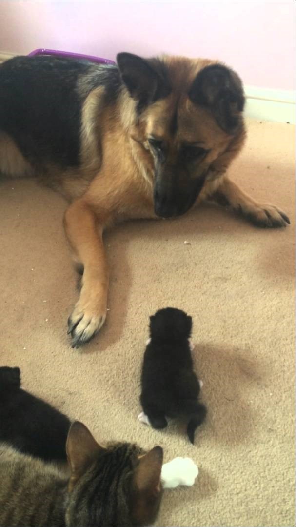 Najslađi video dana: Mama mačka je njemačkog ovčara upoznala sa svojim mačićima