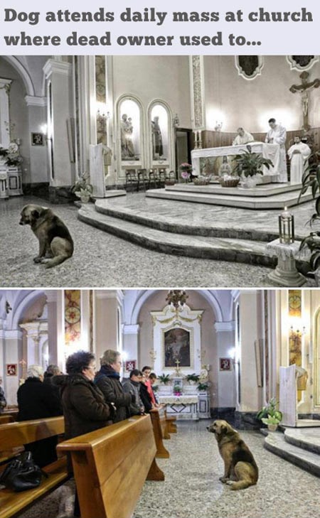 Vjerni pas na misi: Najodaniji prijatelj kojeg ćeš imati