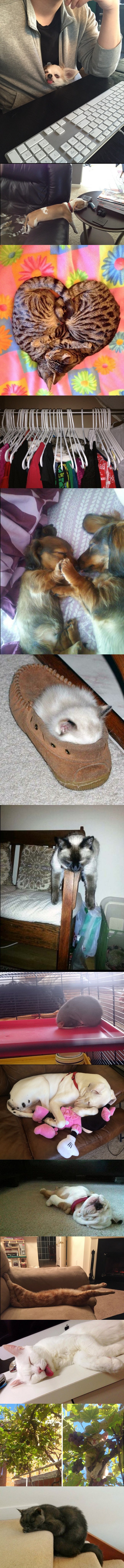 Ove pospane životinje zaspale su u najslađim pozama ikad