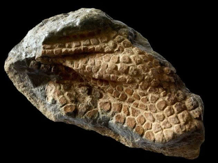 Fosilizirana koža dinosaura