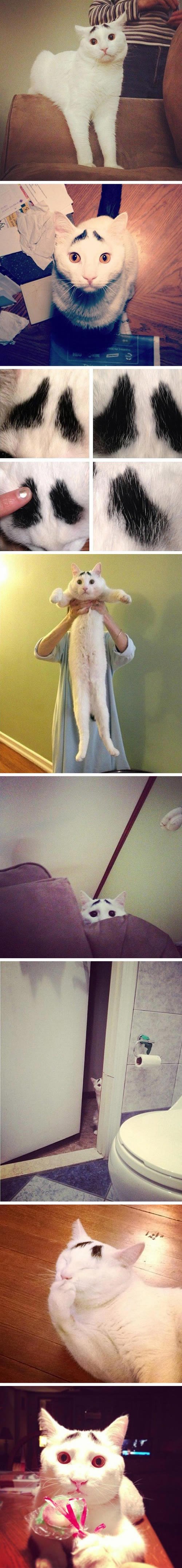 "Žalosna" maca s unikatnim obrvama