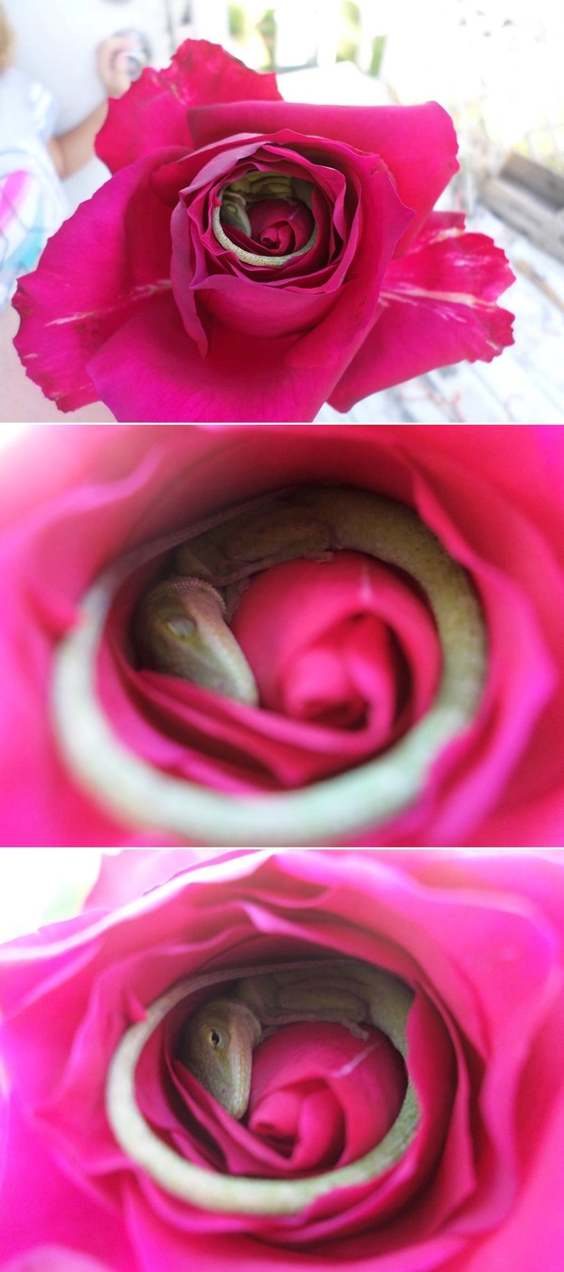 GALERIJA: Stao pomirisati ruže i - zaspao