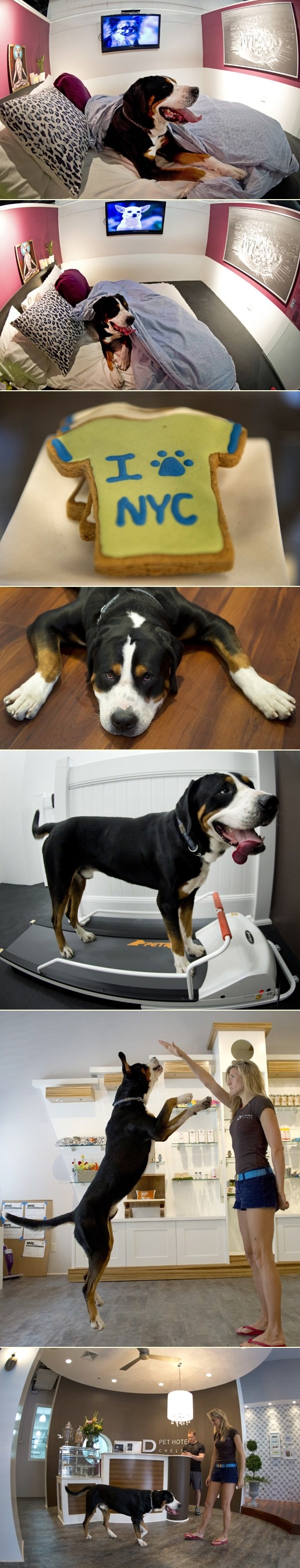 Zavirite u prvi njujorški luksuzni hotel za pse