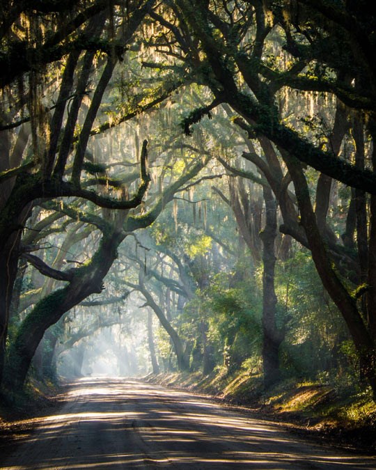 Šumske ceste Južne Karoline