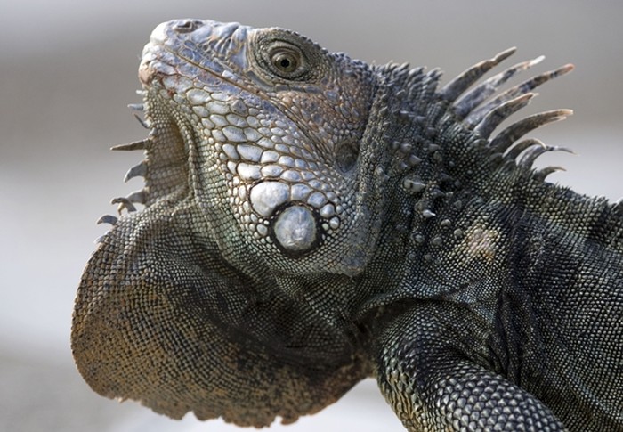 Fotogenična iguana