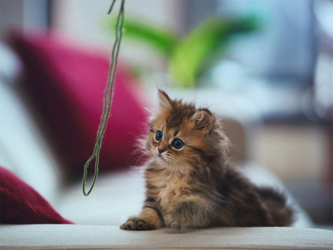 Vještina prikradanja male mace: Brutalna koncentracija