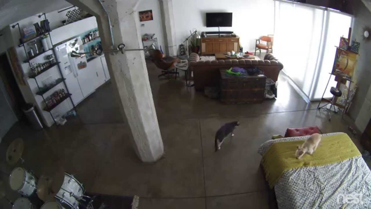 VIDEO: Najbolja pseća dadilja - nema drame kod ove čuvalice