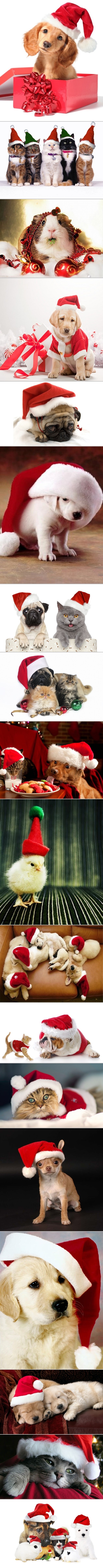 I oni slave, dajte im bar keksić!