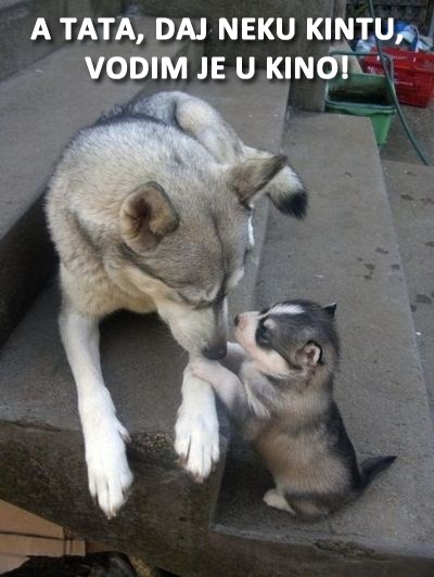 Psić našao ljubav: Nema romanse bez para