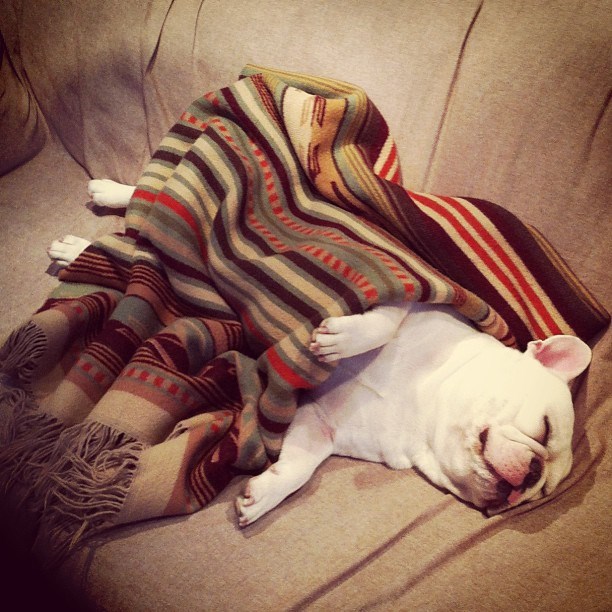 Fali mu samo još medvjedić među šapicama za slađe snove