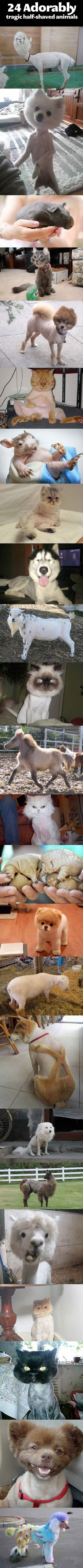 Napola izbrijali ljubimce i ostavili ih "nedovršene"