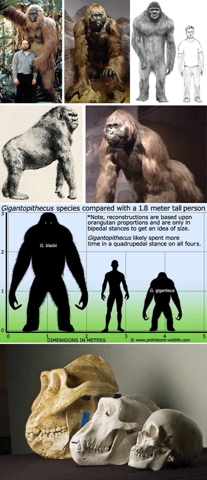 Najveći primat koji je ikada živio: Gigantopithecus