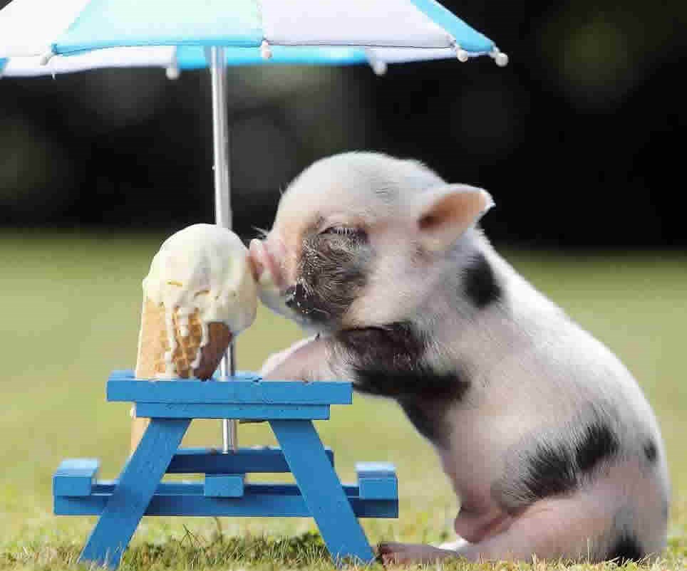 Prasence se usvinjilo sladoledom i uživa u ljetu