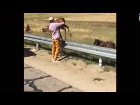 VIDEO: Pomoći nemoćnima i spojiti obitelj - nema boljeg osjećaja od toga