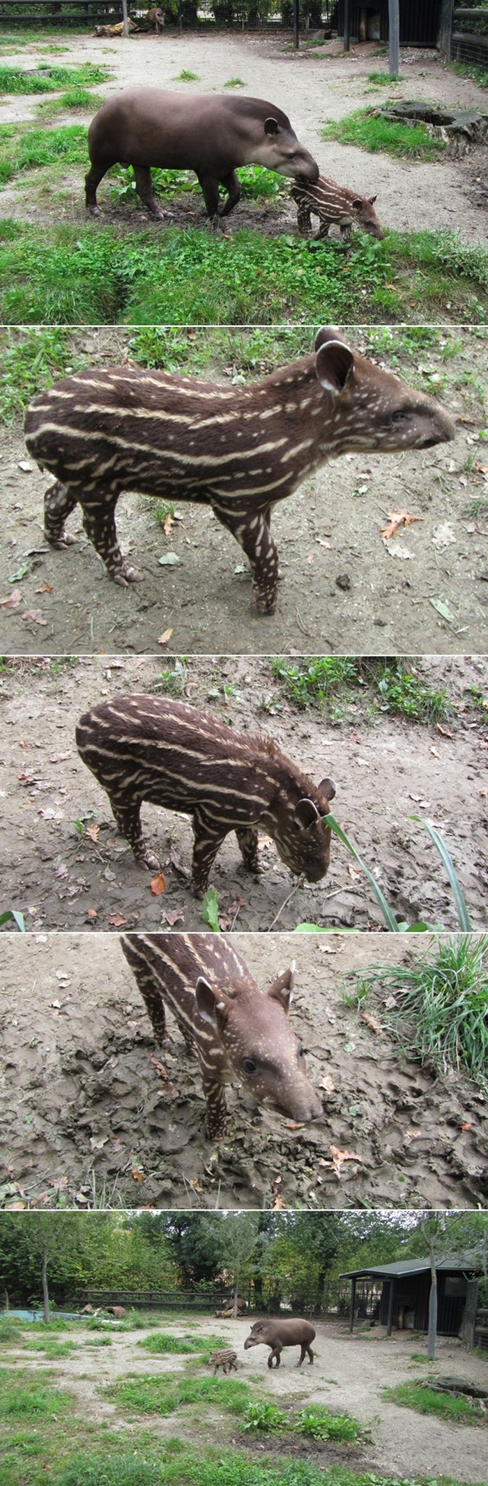 Mama brižno pazi malog tapira Bonija iz zagrebačkog ZOO-a