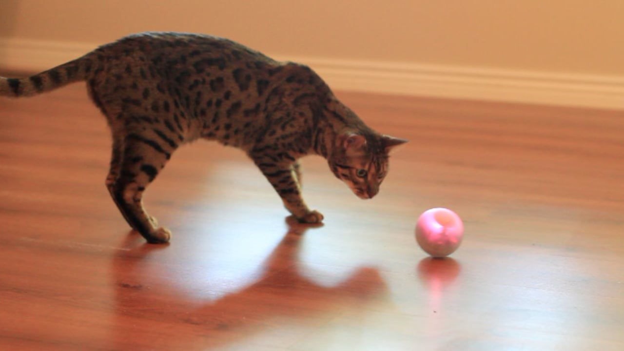 Igračka koju bi trebao imati svaki ljubimac