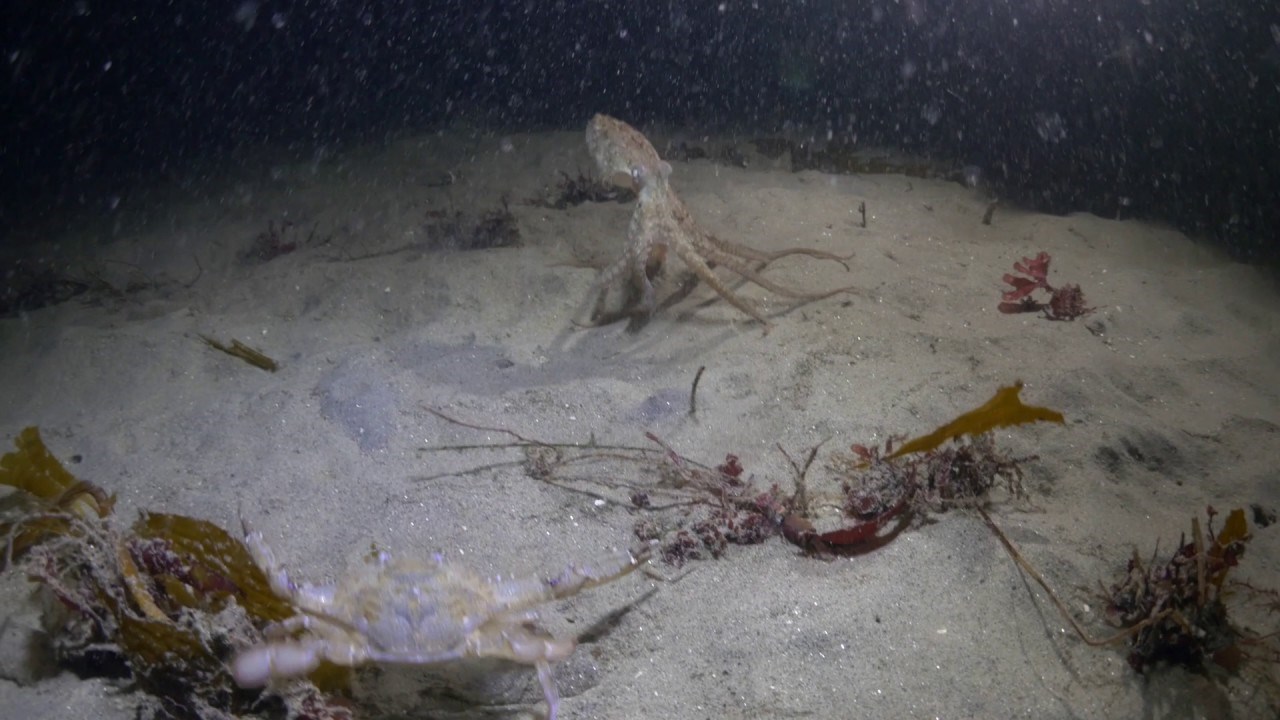 PODVODNI DUEL Hobotnica bez straha napala raka, borba završila na potpuno neočekivan način!