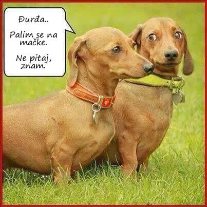 Pas izašao iz ormara