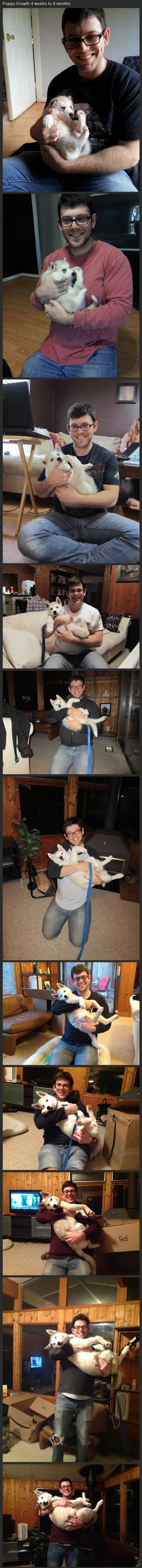 Odrastanje jednog malog čupavca