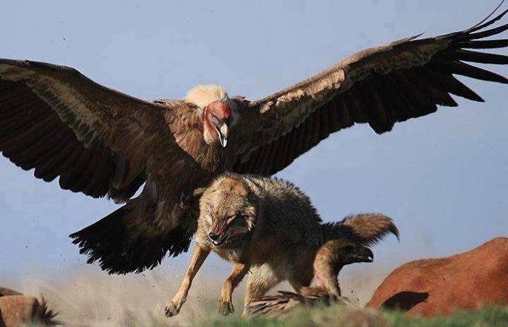 Kad kondor napada čak se i vuku loše piše