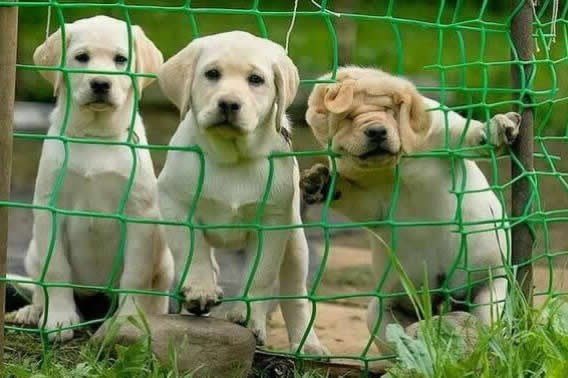 Tri stupnja radoznalosti