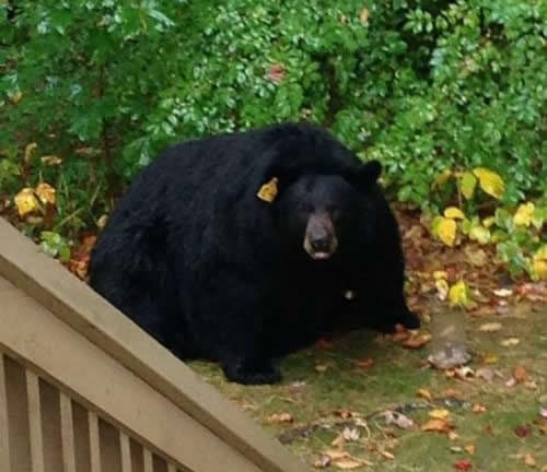 Medvjed spreman za zimu iz "Igre prijestolja"