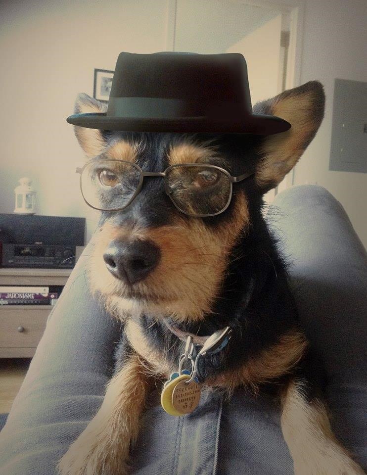 Pas pljunuti Heisenberg