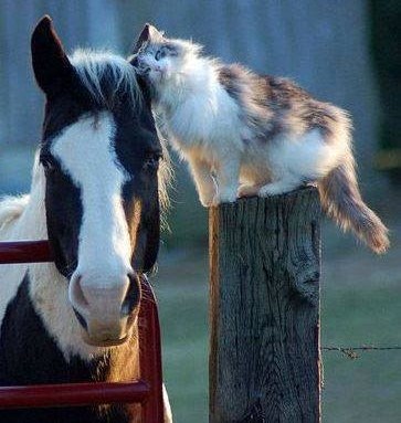 Životinjska ljubav ne pita za vrstu, boju i veličinu