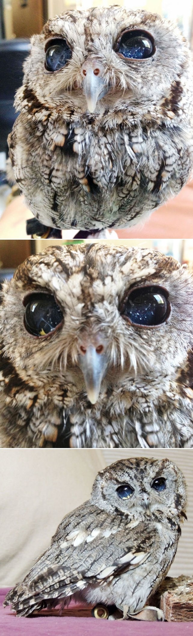 Slijepa sovica sa "zvjezdanim" očima