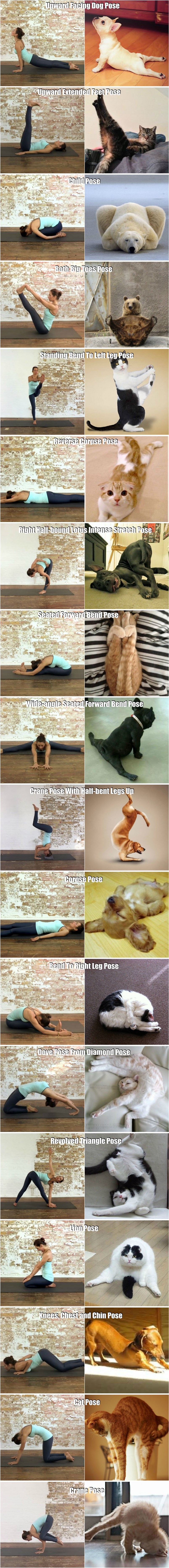 GALERIJA: Životinje su prirodni majstori joge