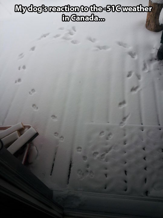 Što pas u Kanadi misli o temperaturi od -51 stupnja