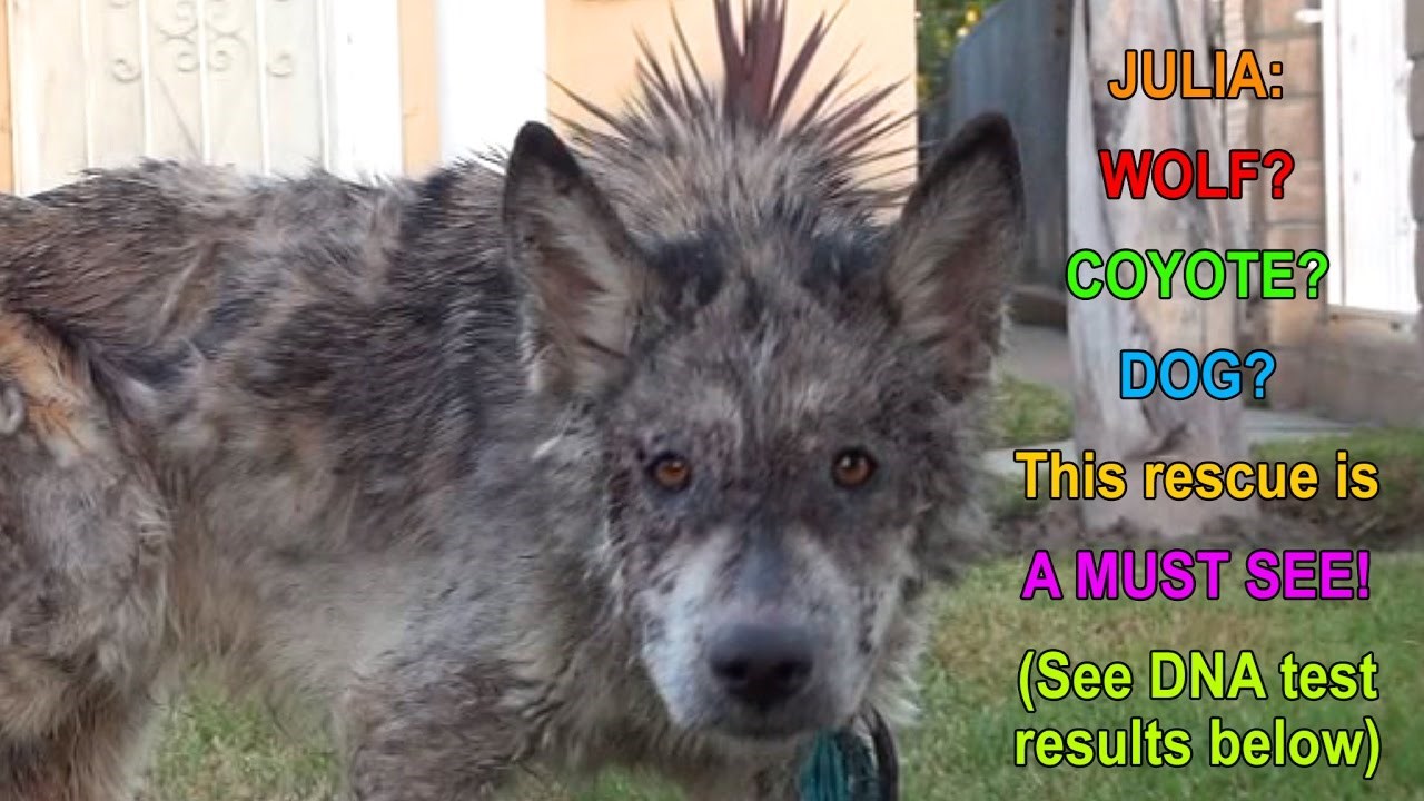 Rekli su im da vuk šeće ulicama grada, a ono što su zatekli iznenadilo ih je