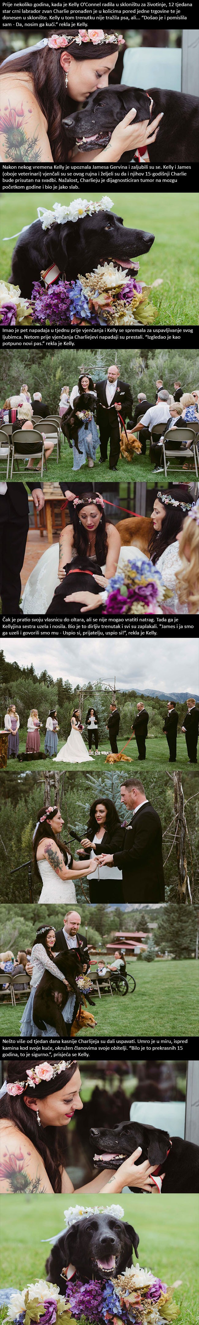 SRCEPARAJUĆA PRIČA: 15-godišnji smrtno bolesni pas uložio zadnje atome snage kako bi vidio vjenčanje svoje vlasnice