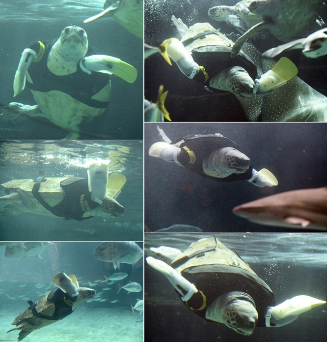 Kornjača dobila umjetne peraje da bi opet mogla plivati