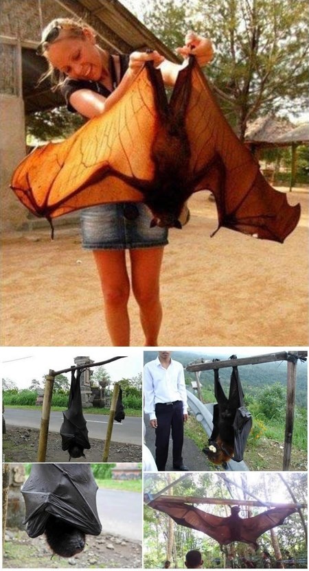 Divovski šišmiš ili demon?