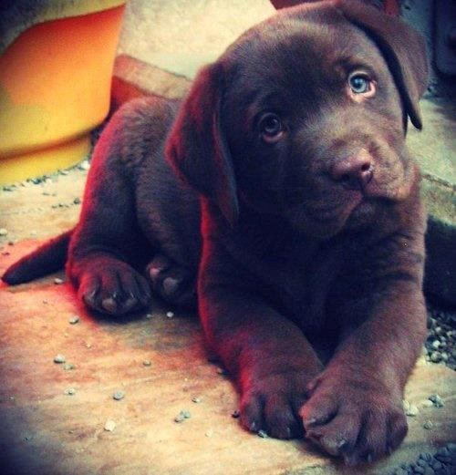 Gazda, kako to misliš dosta igre za danas???