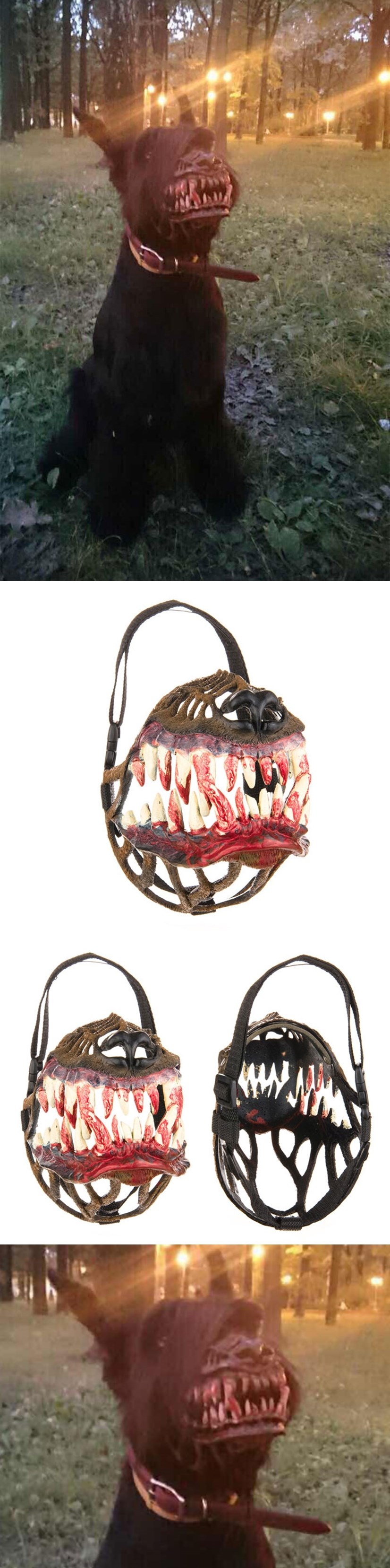 GALERIJA: Lijepa brnjica za šetanje psa šumom