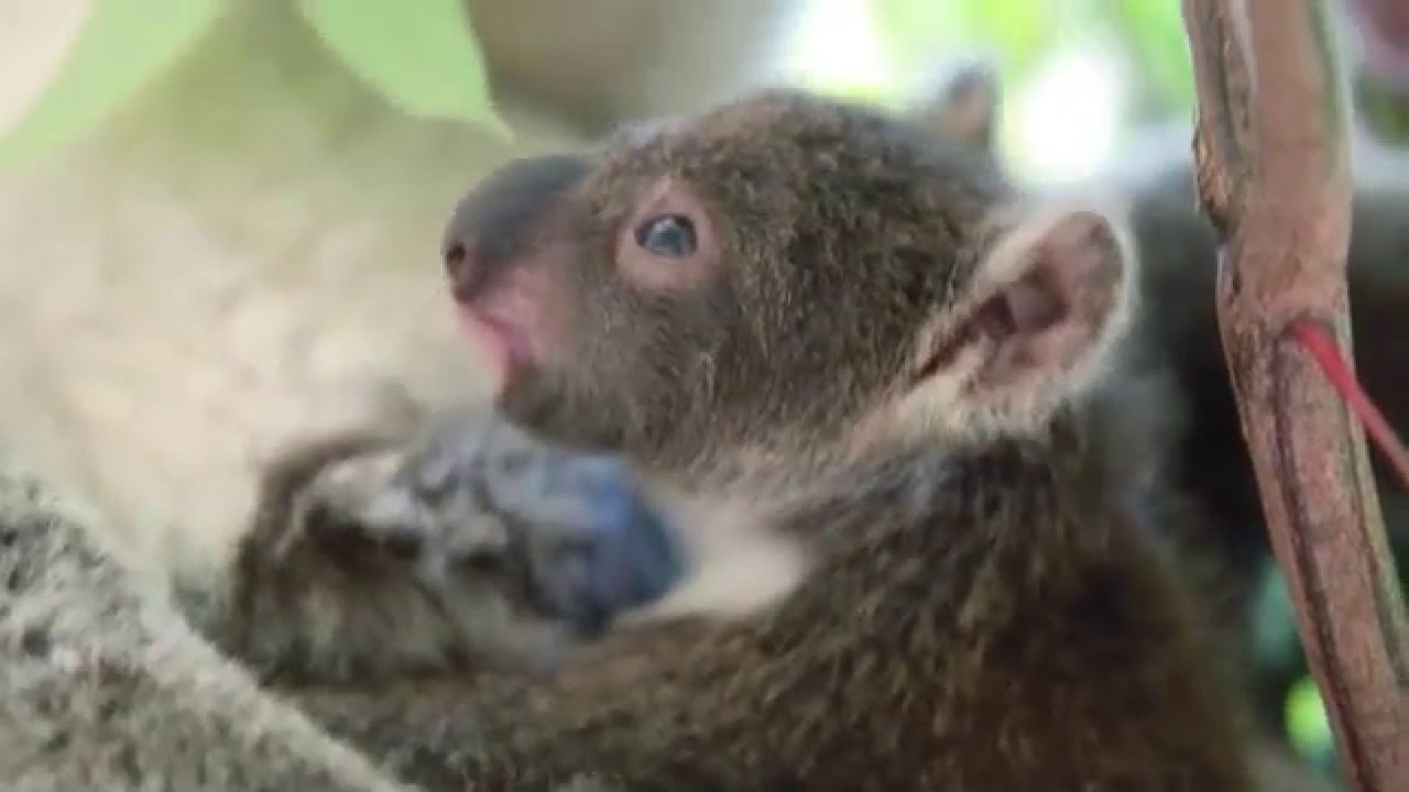 Ovaj maleni koalić ukrast će vam srce u sekundi