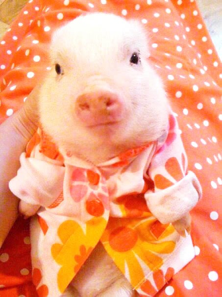 Slatko prase dobilo ogrtač, pa glumi gospodičića