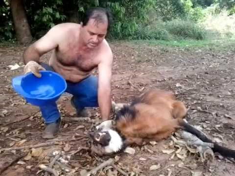 Dok su pripremali kamion, posjetio ih je prekrasan grivasti vuk koji je očajnički tražio vode