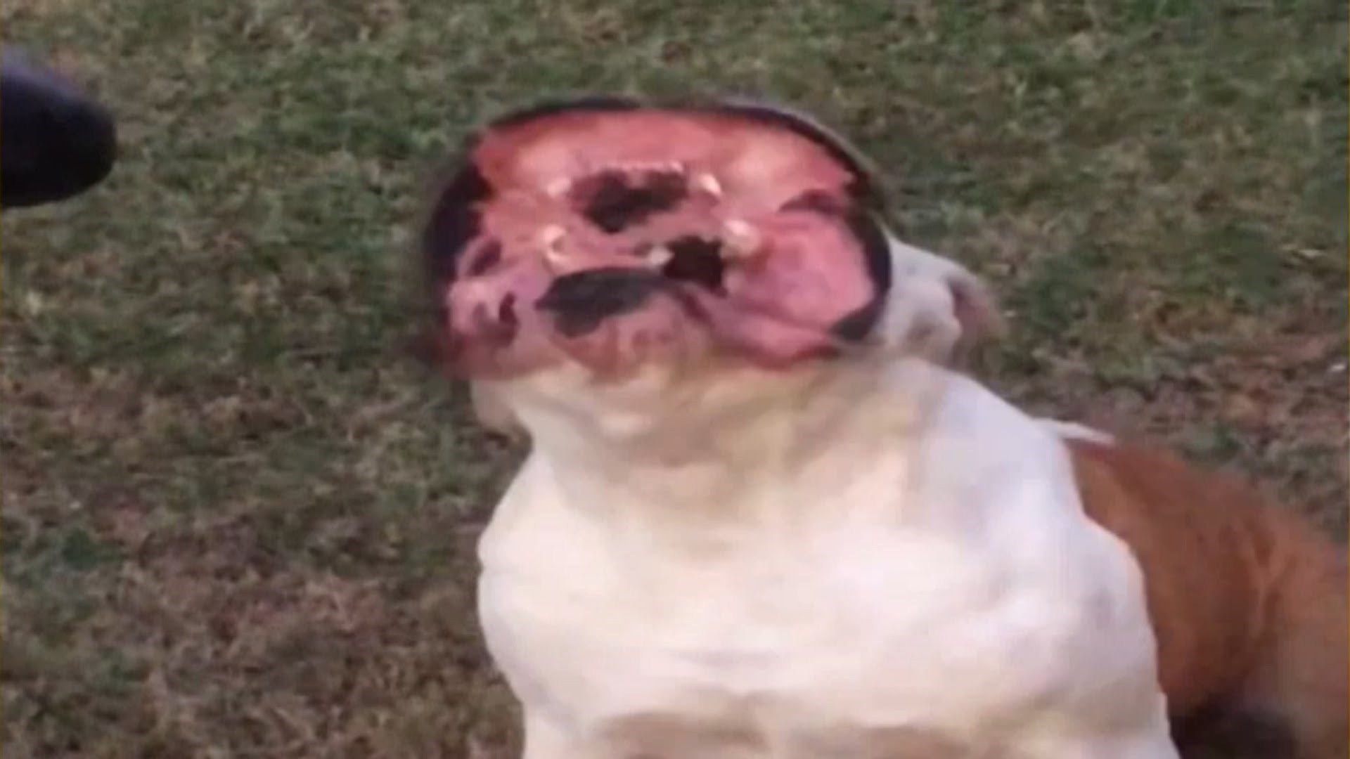 Predator? Čudovište? Ne, pas!