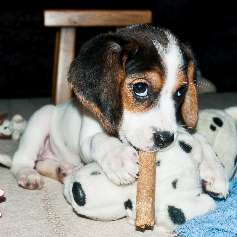 Ame, ame kako cam catki i imam vejiku žvakajicu!