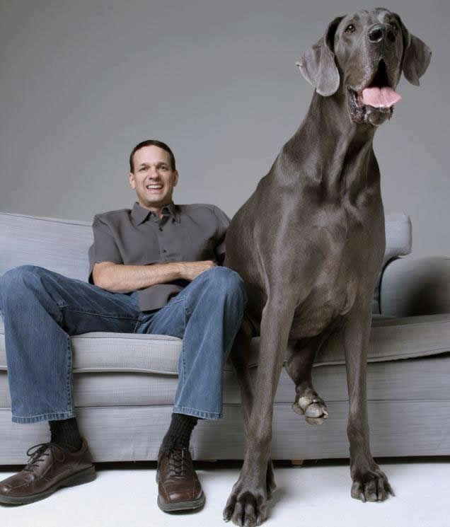 Najveći pas na svijetu: George je dug 213 centimetara!