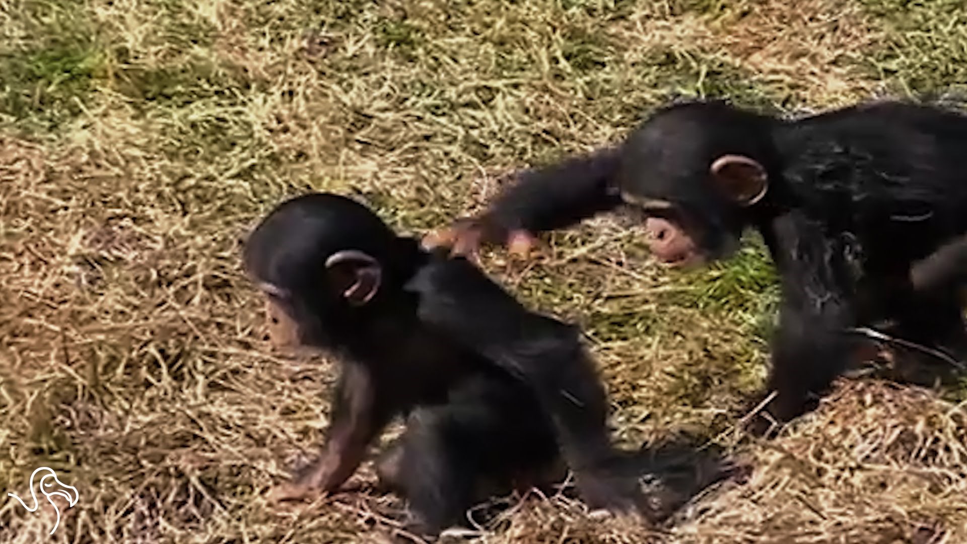 VIDEO: Ovako stvaaarno izgleda odrastanje sa braćom