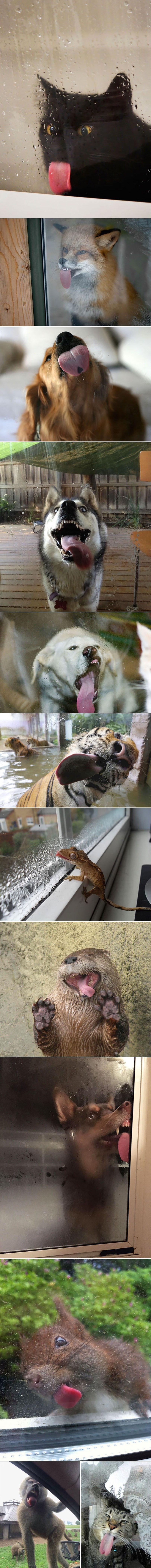 GALERIJA: Koliko god ih puta vidjeli, na ove face uvijek suze od smijeha